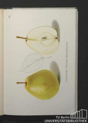 6. Colomas Herbst-Butterbirne.