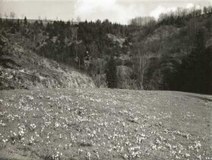 Polenztal. Märzenbecherwiese nahe der Bockmühle