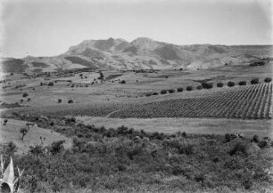 Kulturlandschaft : Blick über Anbauflächen von Wein,Weizen und Olivenbäumen