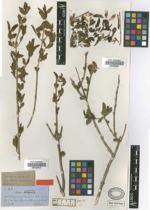 Justicia xylosteoides Griseb. [type]