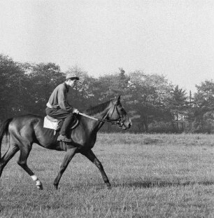 Gangarten des Pferdes. Jockey beim Traben im Moritzburg
