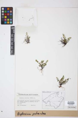 Asplenium petrarchae