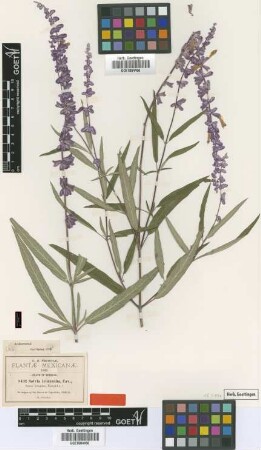 Salvia leucantha Cav. f. iobaphes Fernald[type]