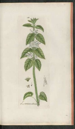 148. Lamium album