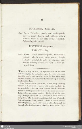 Buccinum elongatum. Tab. CX.— Fig. 1