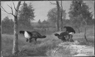 Kämpfende Birkhähne auf einer Lichtung