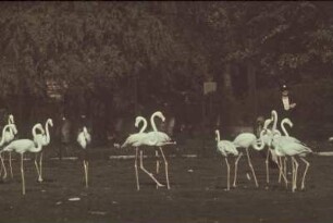 Hamburg, Tierpark Hagenbeck. Flamingos