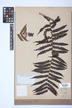 Alsophila latebrosa Wall. ex Hook.