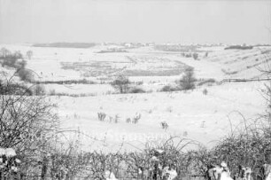 Struckteich: vorn Büsche: dahinter Wiesen und Knicklandschaft: im Hintergrund Häuser: Winter