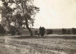 Lüneburger Heide. Birke am Wegrand