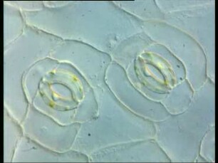 Stomata and regulation of photosynthetic activity