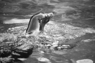 Seelöwen im Karlsruher Zoo