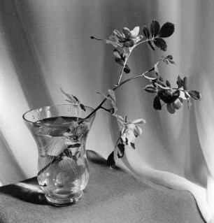 Blumen und Blüten in diversen Vasen. Blühender Zweig in gläserner Bechervase