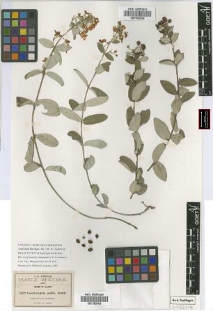 Gaudichaudia mollis Benth.