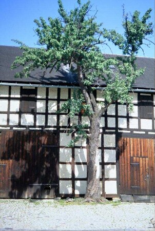 großer Hofbaum vor einer Fachwerkscheune (Birne?)