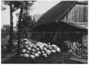 Kürbisernte im Spreewald