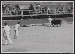 Beim Stierlauf in der Arena von Saintes-Maries-de-la-Mer