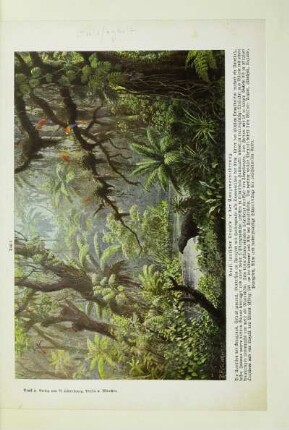 Brasilianischer Urwald in der Amazonasniederung
