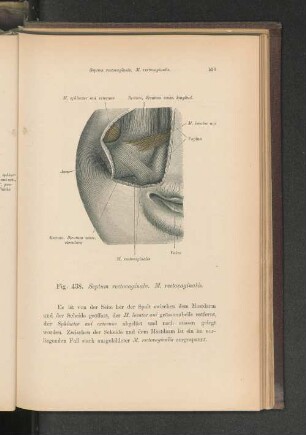 Fig. 438. Septum rectovaginale. M. vectoraginalis.
