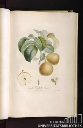 Pl. XCIII. Grosse Rousette d'anjou.
