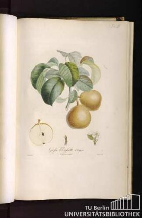 Pl. XCIII. Grosse Rousette d'anjou.