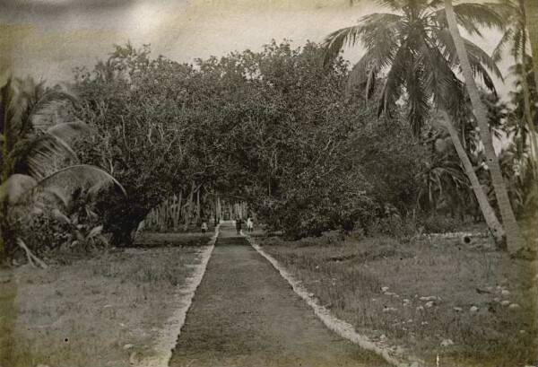 "Rubber tree, Nauru"