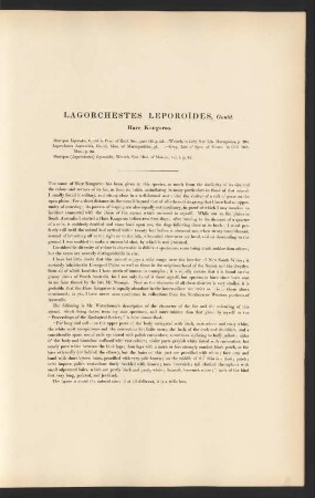 Lagorchestes Leporoides, Gould. Hare Kangaroo