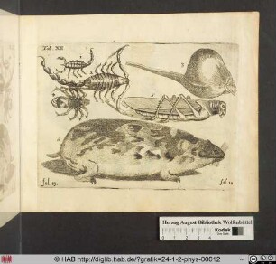 [Skorpione, Spinne, Heuschrecke und ein Lemming aus Norwegen]