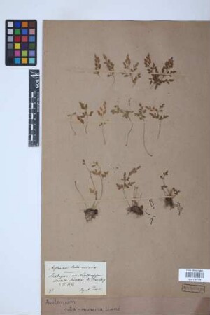 Asplenium ruta-muraria L.
