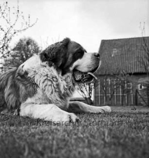 Bernhardinerzucht Heldt: Siegerhund "Astor vom Heldenhof" auf Rasen: hinten rechts Wohnhaus: hinten links Bäume