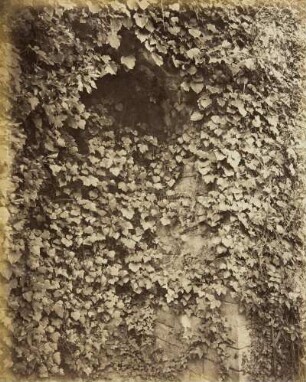 Vordergrundstudie: Laubwerk: Efeu