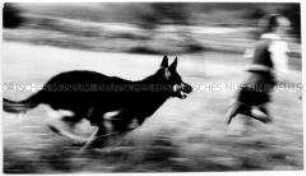 Hund jagt einem Kind hinterher (Altersgruppe 18-21)