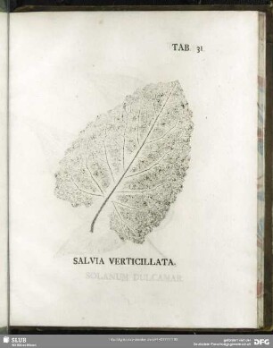 Tab. 31. Salvia Verticillata. (Quirlblütiger Salbei)