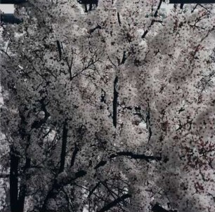 Kyoto : Daisen-in. Kirschblütenbaum