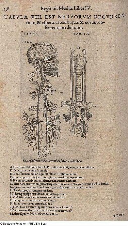 menschliches Nervensystem