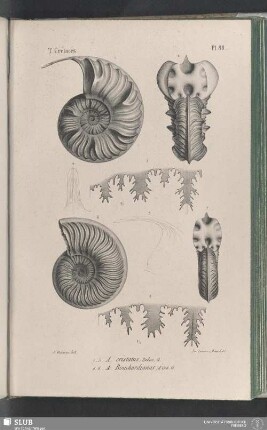 Pl. 88
