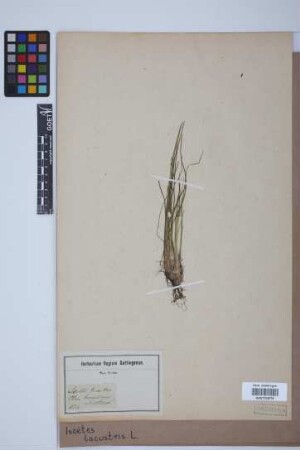 Isoetes lacustris L.