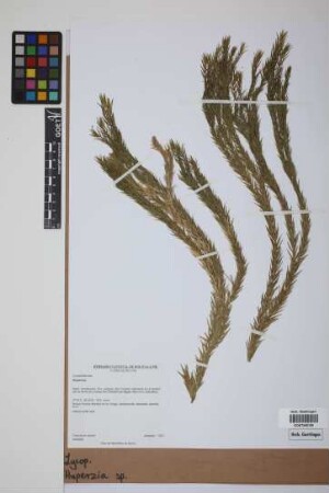 Phlegmariurus