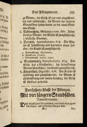 185-190, Mit vier längern Staubfäden