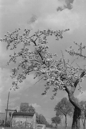 Baumblüte und Landschaftsansichten : Blühender Obstbaum