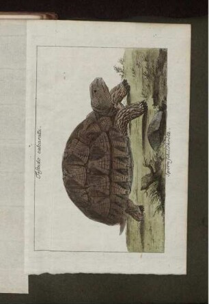 Testudo calcarata. Sporn Schildkröte.