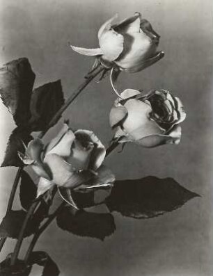 Gartenrose (Rosa polyantha). Blüten