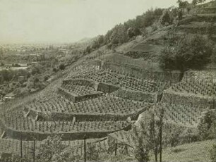 Radebeul, Weinberge am Spitzhaus