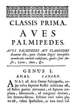 Classis Prima. Aves Pamipedes