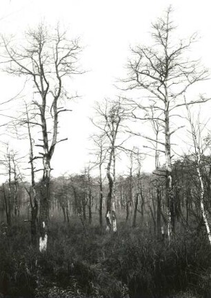 Oberlausitzer Heide-und Teichgebiet. Grenzbereich d. (Klösterlich-) Neudorfer Moores zum St. Mariensterner Klosterforst mit absterbenden Waldbeständen (Folge von schwefelsäurehaltigen Abwässern der Braunkohlengrube Clara III bei Zeißholz im Vinzenzbach)