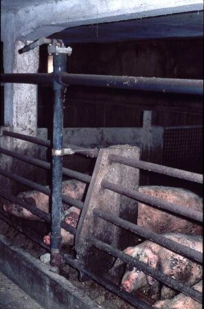 Fotografie: Mastschwein, Gruppenhaltung, Hygiene & Pathologie
