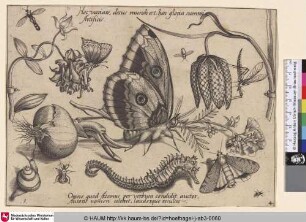 [Insekten, Pflanzen und Früchte mit Schmetterling und Seepferdchen]