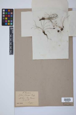 Isoetes duriaei Bory