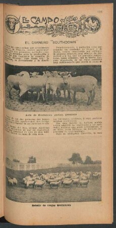 El carnero "Southdown" : El campo y la chacra