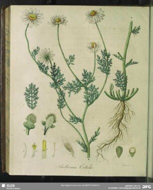 Anthemis Cotulla. Tabula XXV.